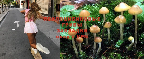 ПСИЛОЦИБИНОВЫЕ ГРИБЫ Кукмор