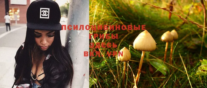 ссылка на мегу ССЫЛКА  Николаевск-на-Амуре  Псилоцибиновые грибы MAGIC MUSHROOMS  купить наркотики сайты 